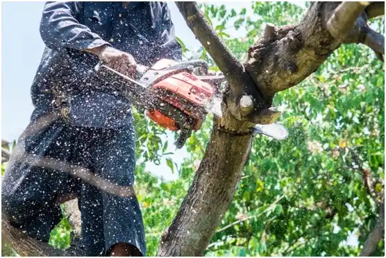 tree services Wessington Springs